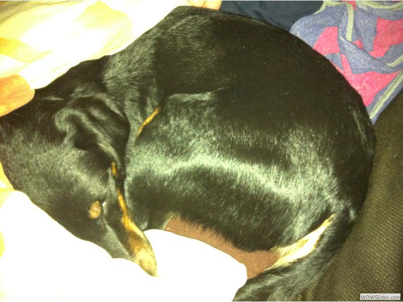 Zusammengerollt lässt sich's super schlafen...