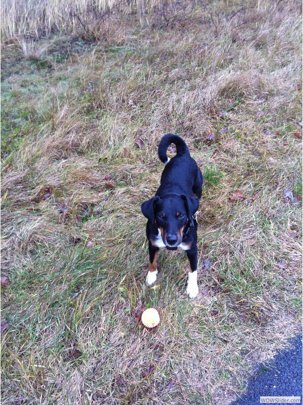 Komm, wirf denn Ball... 